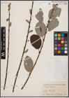 Foto von Salix caprea L.